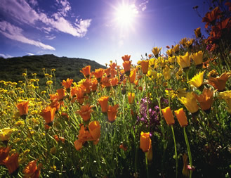 poppies and sky picture